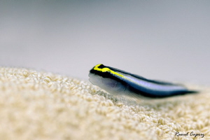 Small friend by Raoul Caprez 